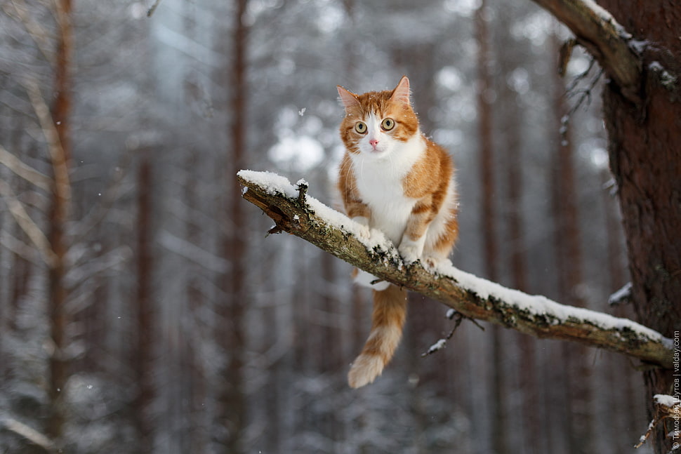 orange and white cat, winter, snow, animals, cat HD wallpaper