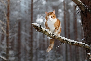orange and white cat, winter, snow, animals, cat