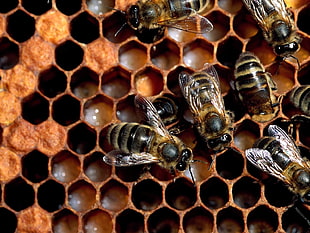 killer bee in bee hives HD wallpaper