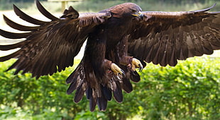 photo of bald eagle, golden eagle