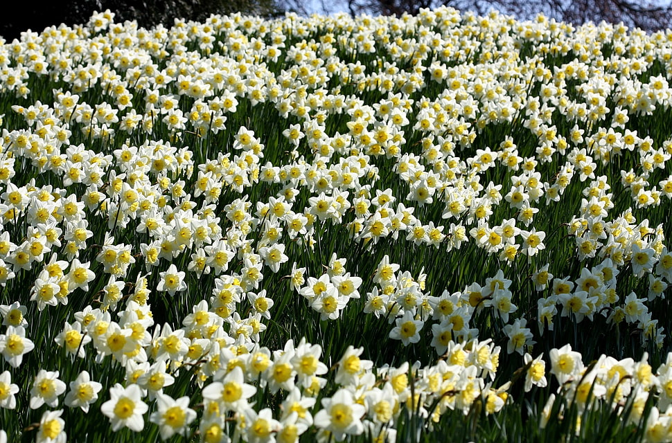 white-and-yellow Daffodil field at daytime HD wallpaper