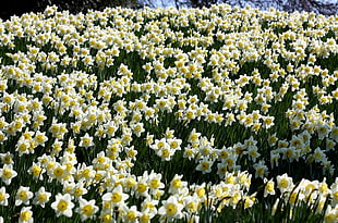 white-and-yellow Daffodil field at daytime