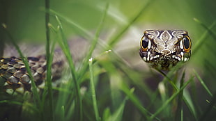 shallow focus photograph of brown snake on green grass