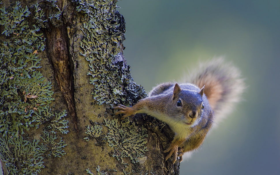 brown squirrel HD wallpaper