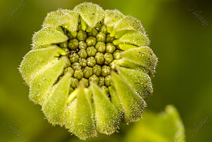 close photo of green petaled flower