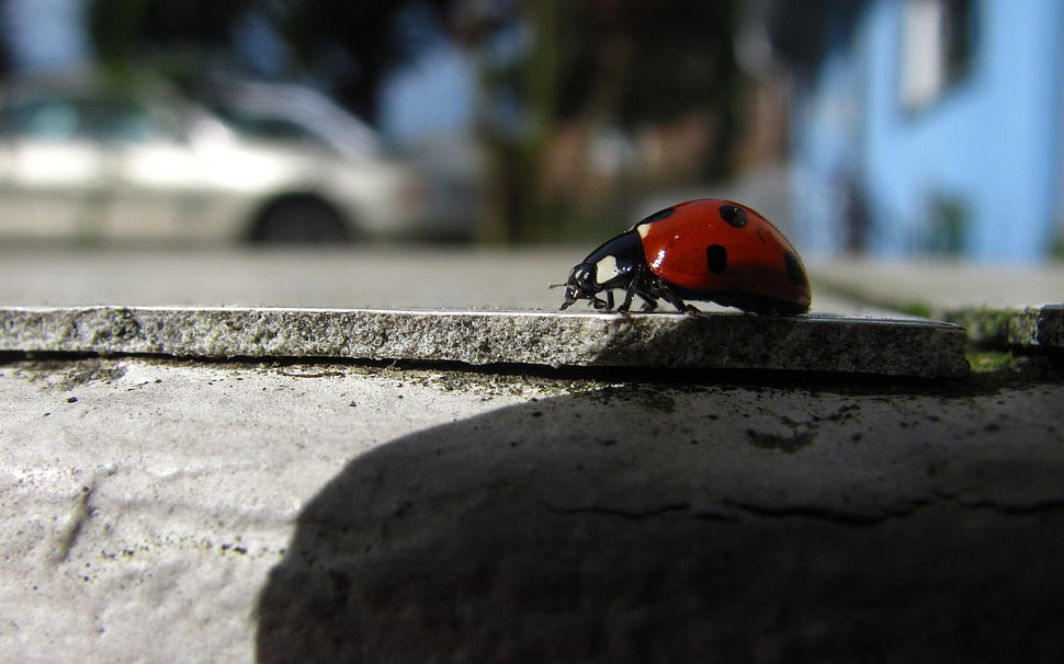 photography of bug HD wallpaper