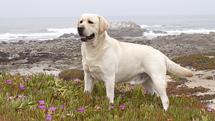 adult yellow Labrador Retriever