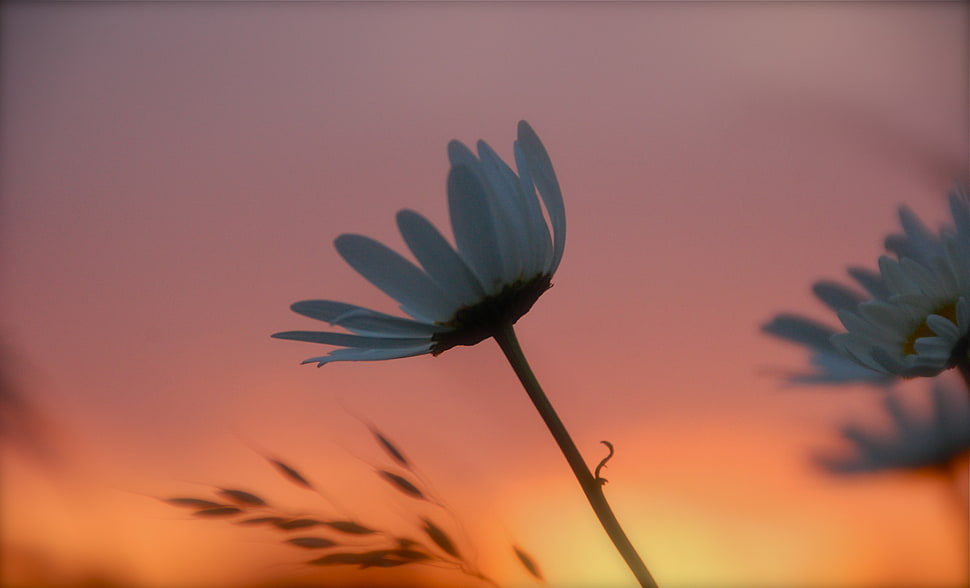 white Daisy Flower at golden hour HD wallpaper