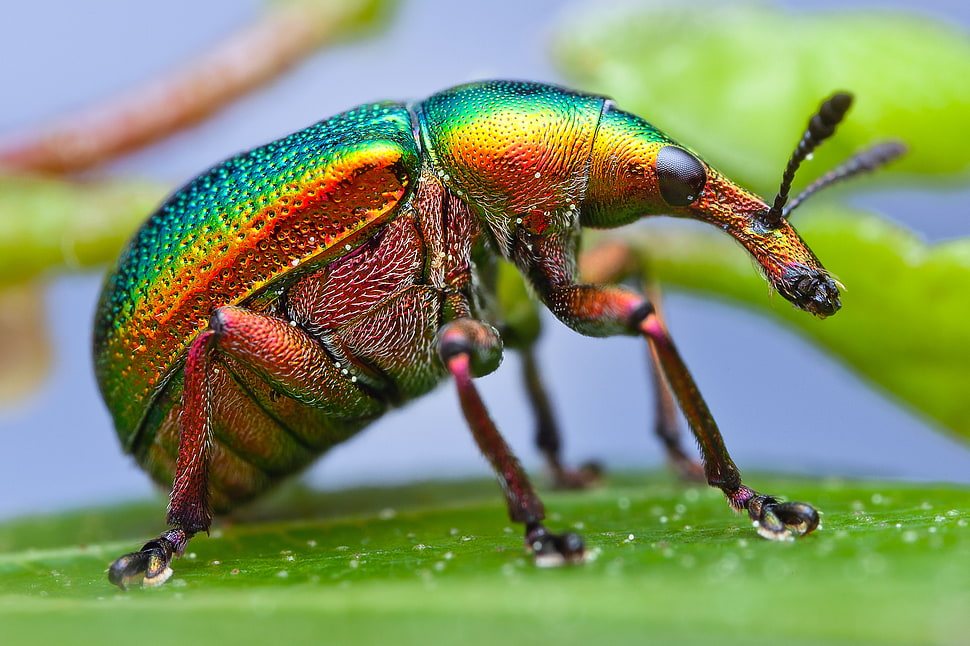 Jewel Weevil on close-up photography HD wallpaper