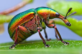 Jewel Weevil on close-up photography HD wallpaper