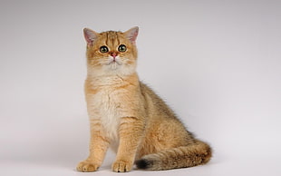 selective focus photography of orange tabby cat HD wallpaper