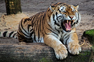 orange Tiger photo