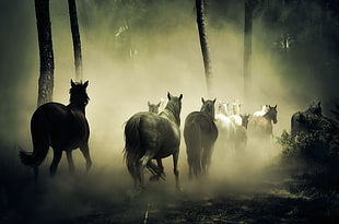 group of horses running