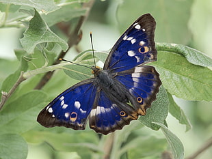 blue and black butterfly on top of a leaf HD wallpaper