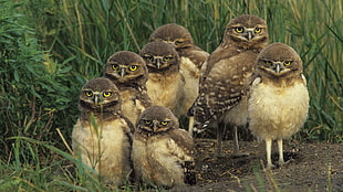 seven brown owls between grass