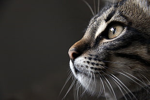 photography of a yellow-eyed cat
