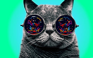 close-up photo of gray cat wearing round sunglasses