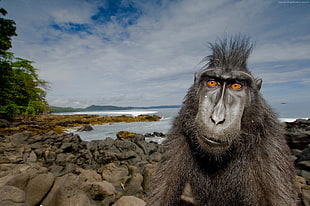 wildlife photography of black primate and black rocks