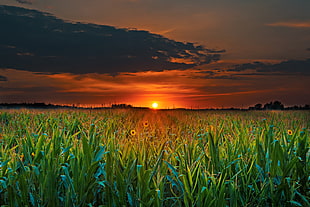 sunflower field, Field, Sunset, Clouds