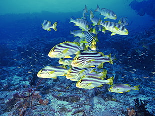 shoal gray fishes, sea, underwater, fish HD wallpaper