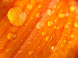 water droplets in macro photography, orange flower