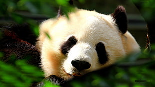 panda surrounded by green leaves HD wallpaper