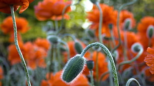 orange poppy bud selective-focus photography at daytime