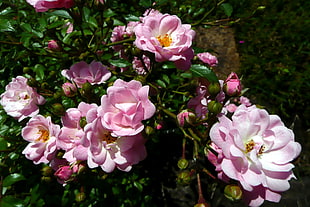 pink Rose flowers in bloom during daytime HD wallpaper
