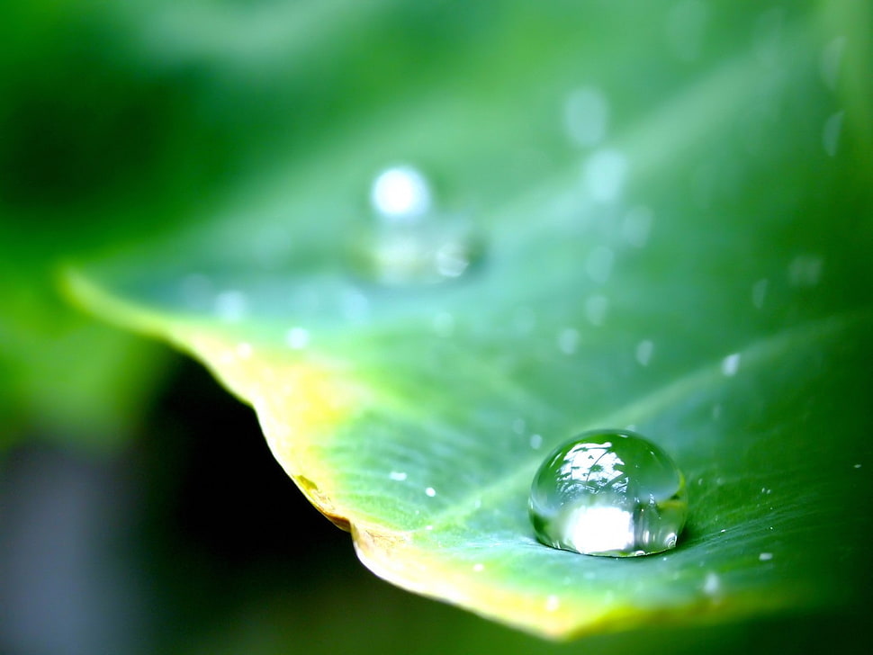 water drop on green leaf plant HD wallpaper