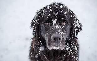 adult black Labrador retriever playing with snow at daytime