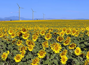 photo of Sunflower field during daytime