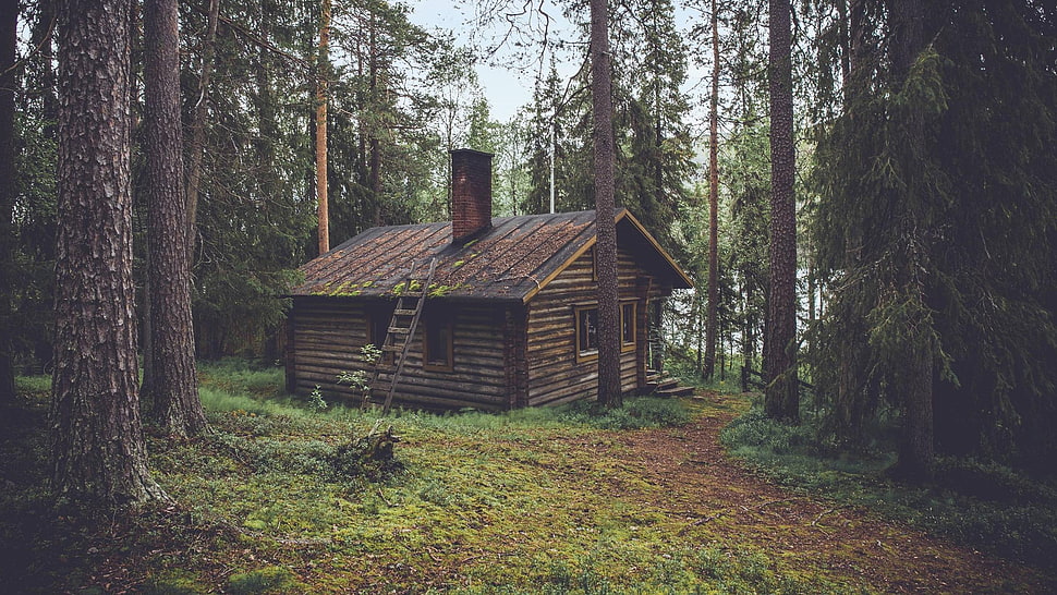 brown wooden cabin, forest, pine trees, cabin HD wallpaper