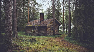 brown wooden cabin, forest, pine trees, cabin