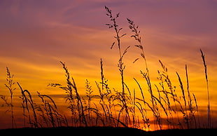 close-up photography of grass during golden hour