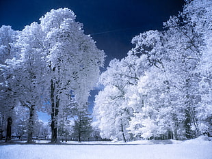 photo of trees during winter, grand blanc HD wallpaper