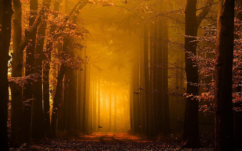 pathway in the forest HD wallpaper