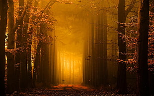pathway in the forest