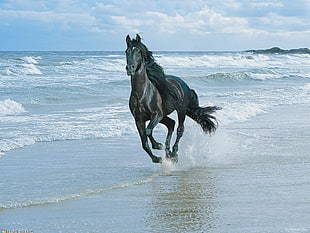running black horse on beach