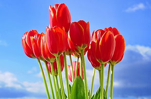 selective focus photography of red tulips