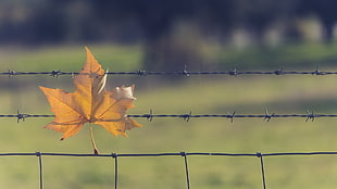 yellow Maple leaf on barbed wire