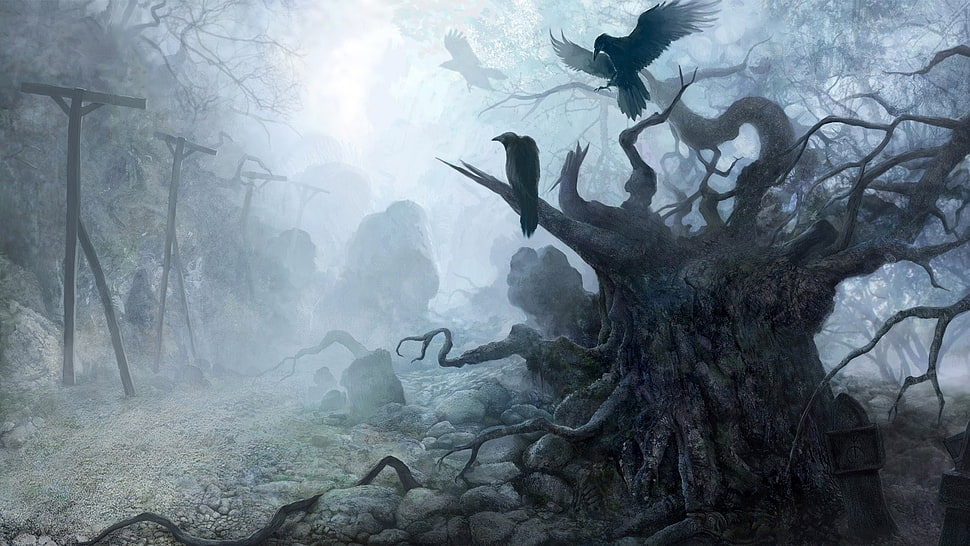 birds illustrations HD wallpaper