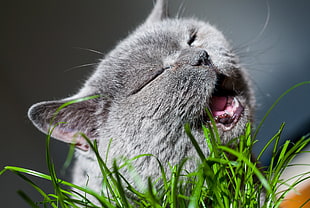 close up photo of black cat leaning in lawn field during day time HD wallpaper