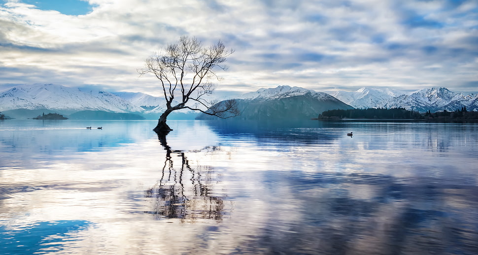 bare tree in the middle of the river, ducks HD wallpaper