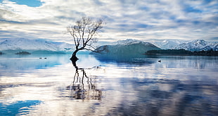 bare tree in the middle of the river, ducks