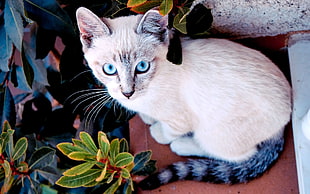 close-up photography of blue eyed short-fur kitten