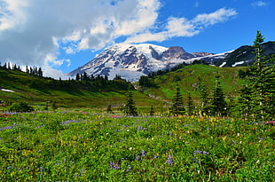 green grass field in front of white and blue snow mountain, mt. rainier