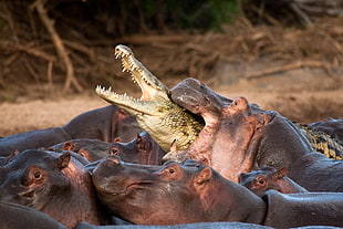 hippopotamus and crocodile, animals, hippos, crocodiles, reptiles HD wallpaper