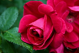 red rose, flowers, nature, rose HD wallpaper
