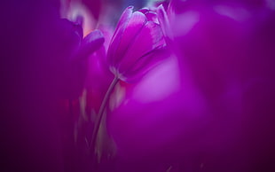 purple tulip flower field wallpaper, flowers, nature, tulips, purple flowers HD wallpaper