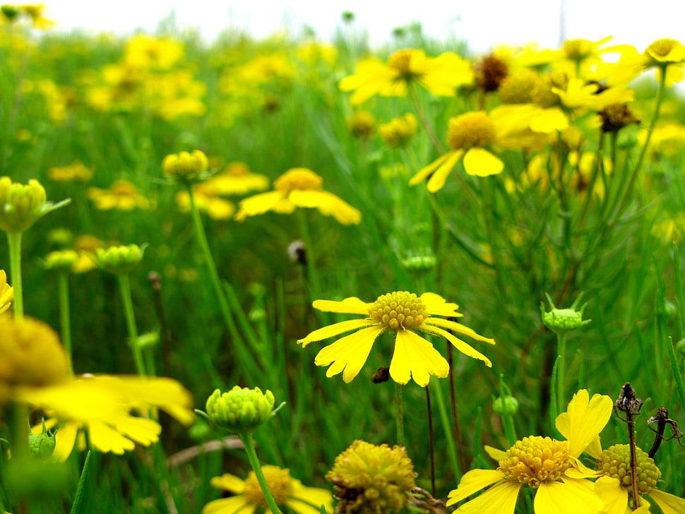 white petaled flowers under clear sky at daytme, helenium HD wallpaper